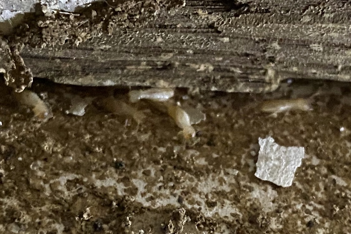 Traitement des termites à Marmande