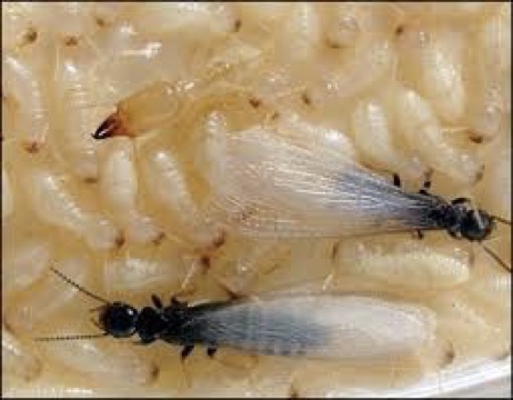 Diagnostic des termites Gratuit à Marmande