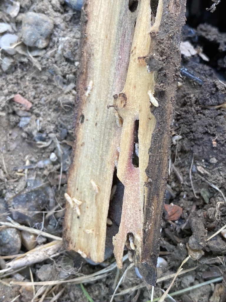 Traitement des Termites: Guide Complet pour Éliminer ces Ravageurs de Manière Efficace