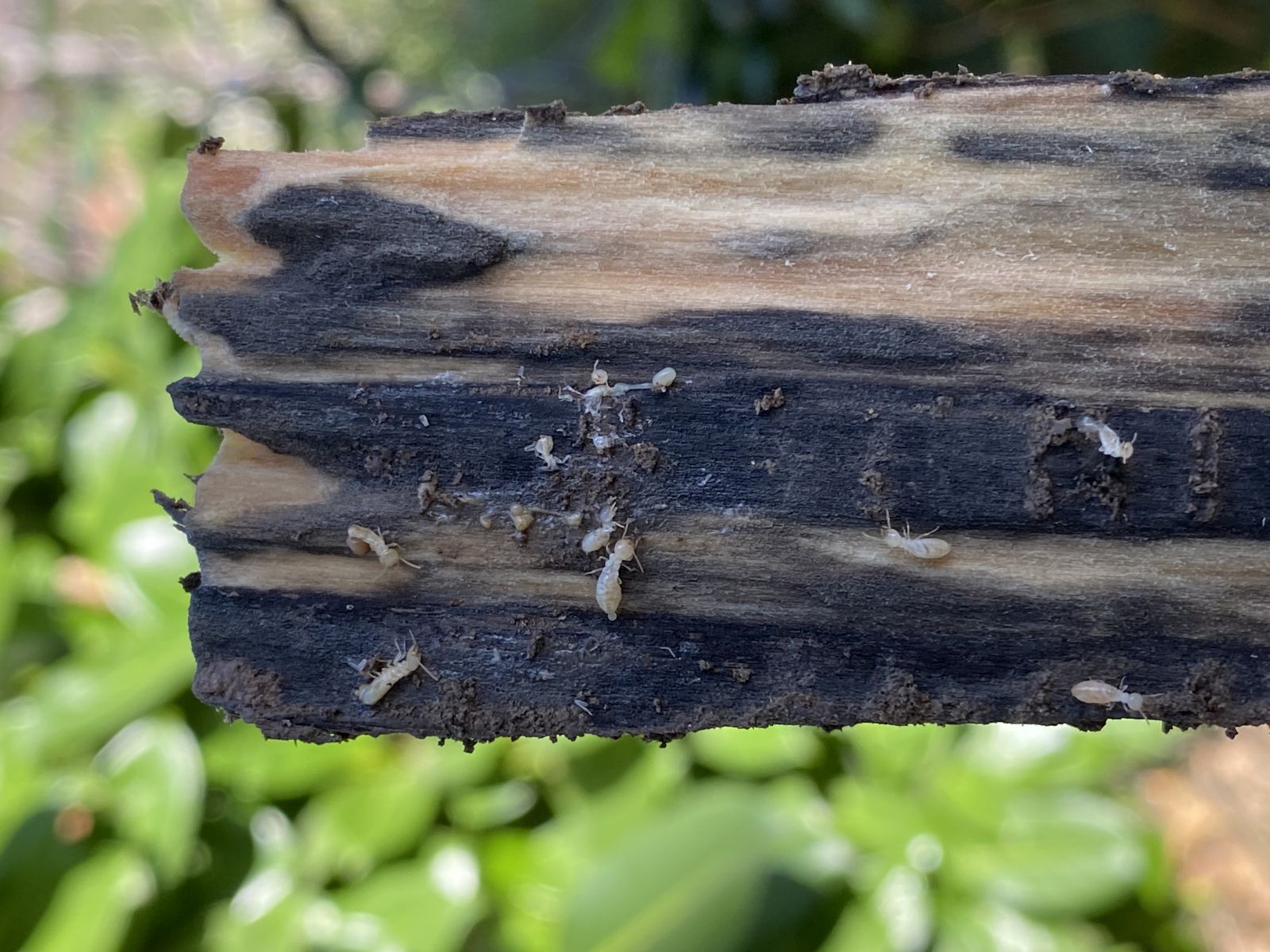 Solution anti-termites pour les maisons 