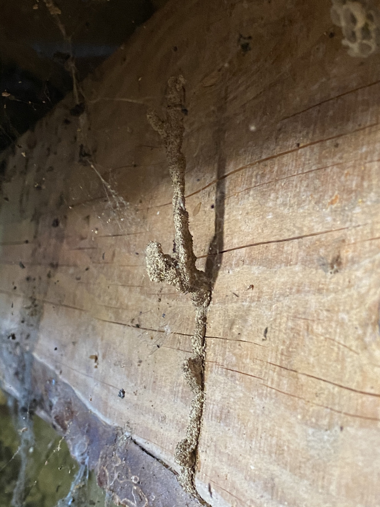 Termites bois dans une souche d'arbre à Marmande